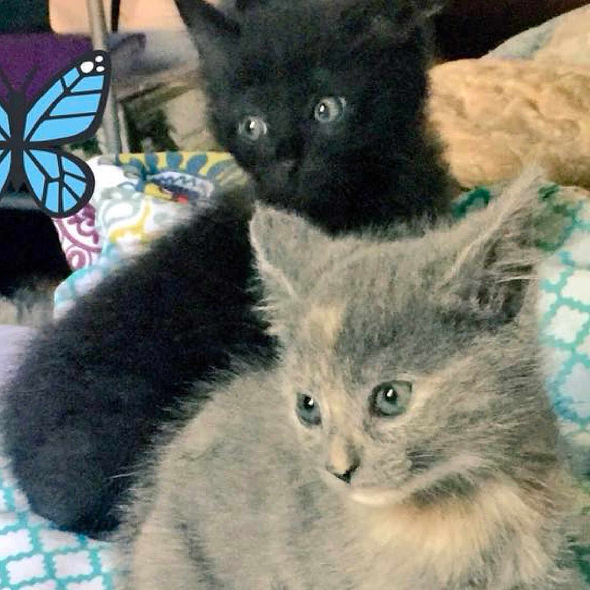 Mr. Spook joined the competition — help win amazing prizes! asian, black_cat, carnivore, cat, domestic_long_haired_cat, domestic_short_haired_cat, fawn, felidae, german_rex, kitten, maine_coon, mammal, nebelung, norwegian_forest_cat, polydactyl_cat, russian_blue, selkirk_rex, small_to_medium_sized_cats, vertebrate, whiskers