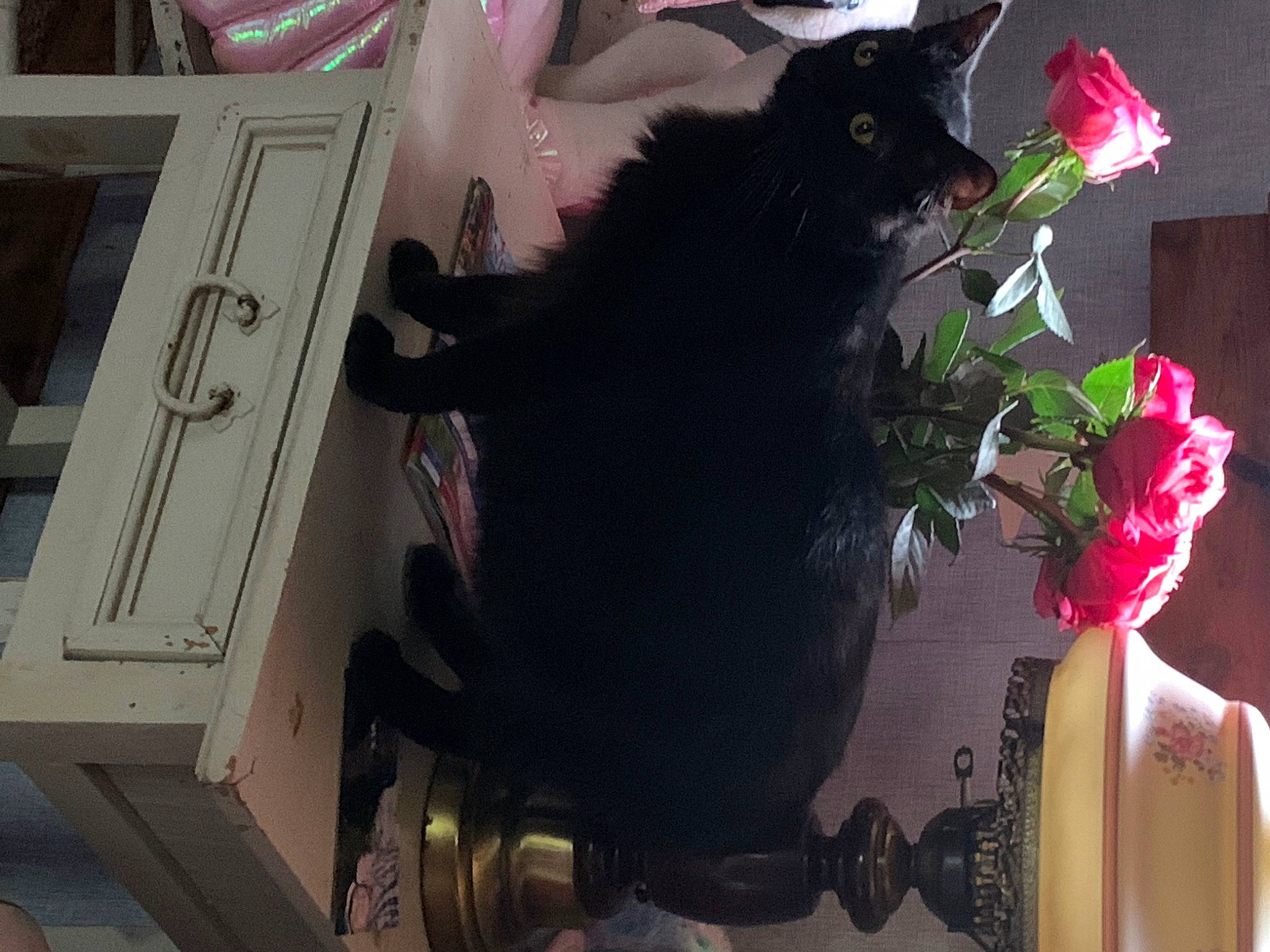 Mr. Spook is registered to the contest to win money with this photo: black, black_cat, carmine, cat, domestic_short_haired_cat, felidae, flower, flower_arranging, fur, houseplant, machine, petal, plant, room, rose, small_to_medium_sized_cats, tail, toy, whiskers, window