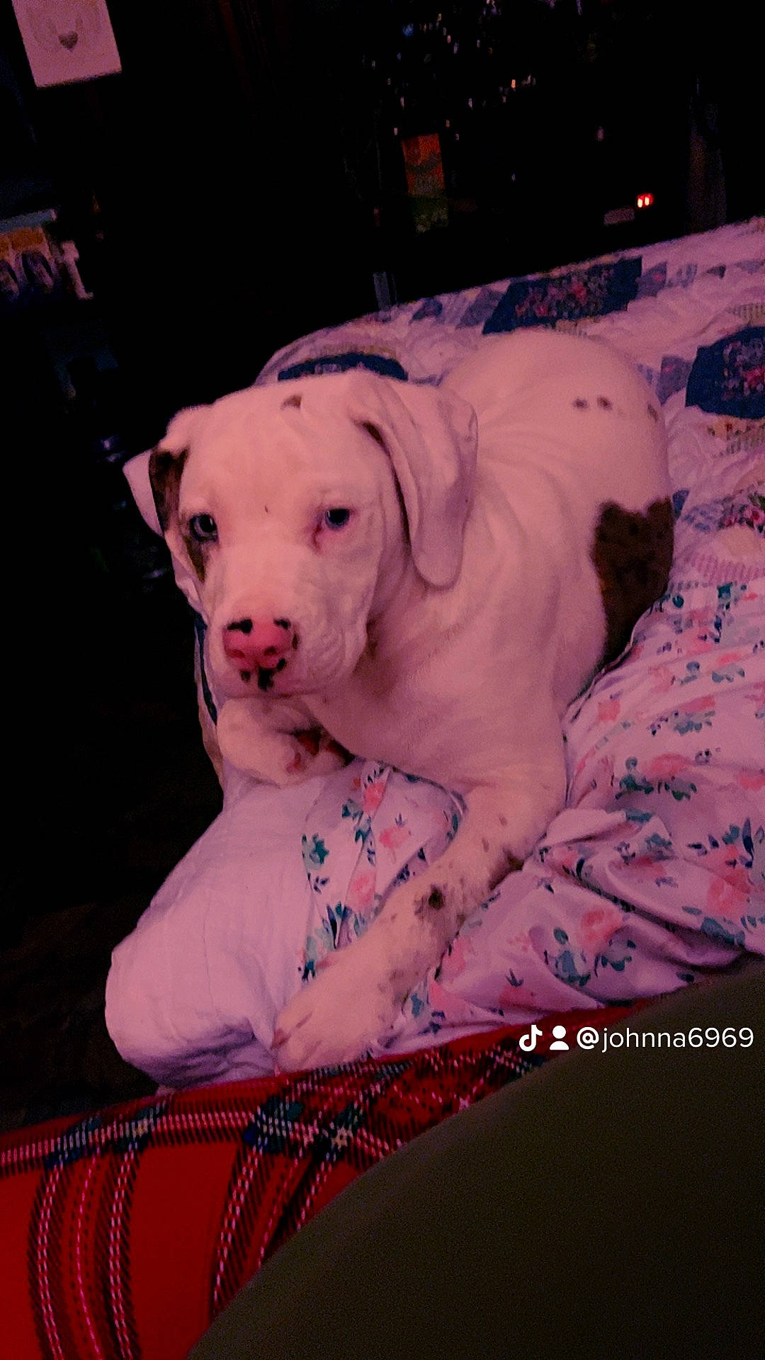 Mickey is registered to the contest to win money with this photo: canidae, carnivore, comfort, companion_dog, dog, dog_breed, dog_collar, dog_supply, event, fawn, fur, guard_dog, magenta, pattern, pet_supply, pink, sitting, snout, sporting_group, working_animal