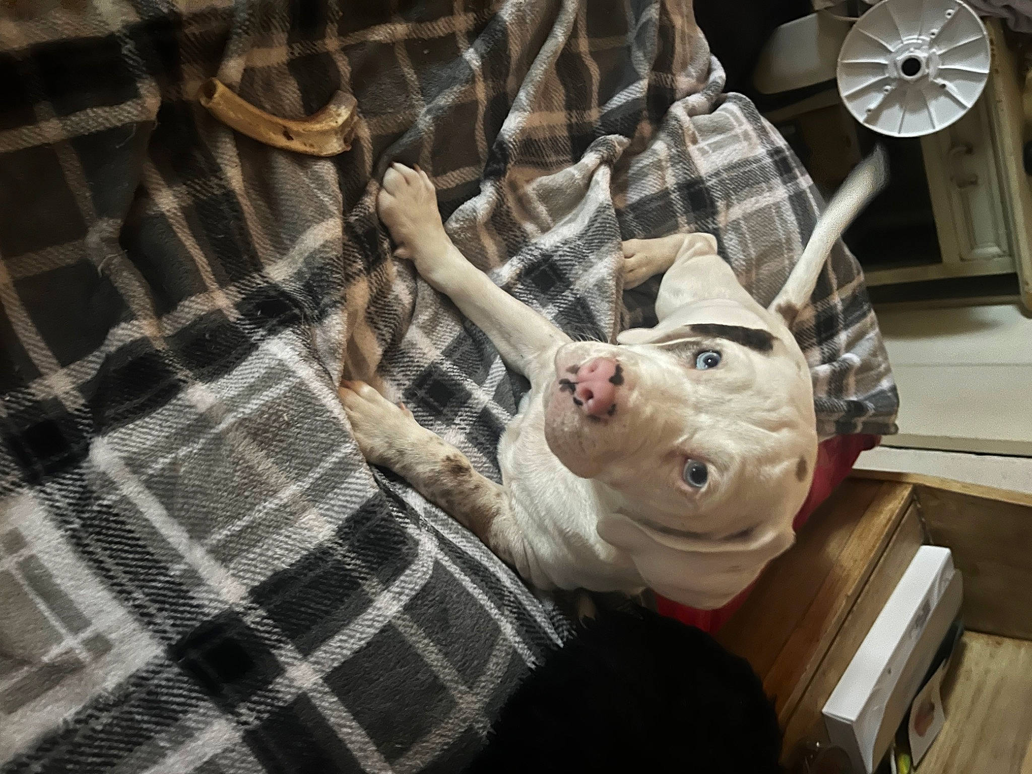 Mickey is registered to the contest to win money with this photo: carnivore, comfort, companion_dog, dog, dog_breed, dog_supply, fawn, mechanical_fan, non_sporting_group, pattern, plaid, sleeve, tartan, working_animal, wrinkle