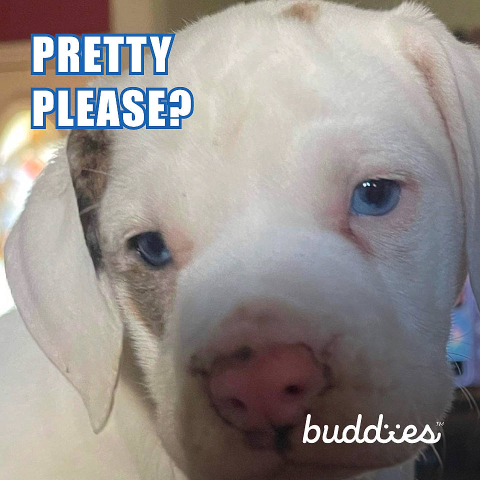 Mickey joined the competition — help win amazing prizes! canidae, carnivore, close_up, collar, companion_dog, dog, dog_breed, dogo_argentino, ear, fawn, fur, happy, jaw, nose, pet_supply, snout, sporting_group, terrestrial_animal, whiskers, working_animal