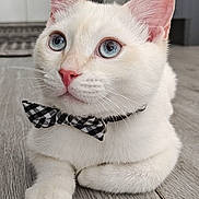 Aspen joined the competition — help win amazing prizes! animal, blue_eyes, bow_tie, cat, close_up, companion, cute, domestic_animal, ears, feline, floor, household, indoor, looking_up, paws, pet, portrait, soft_fur, whiskers, white_cat