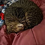 Junie is registered to the contest to win money with this photo: cat, tabby_cat, sleeping, curled_up, pet, indoor, blanket, quilt, pink, blue, white, striped, fur, cozy, resting, domestic_animal, feline, cute, animal, soft