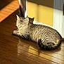 cat, tabby, sunlight, wooden_floor, yellow_wall, shadow, indoor, pet, relaxing, sleeping, fur, striped, animal, cozy, domestic, quiet, peaceful, closeup, daylight, home