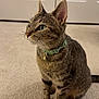 cat, tabby, pet, indoor, carpet, collar, bell, feline, whiskers, ears, green_eyes, domestic_animal, fur, sitting, animal, cute, mammal, household, portrait, curious