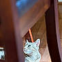 Junie joined the competition — help win amazing prizes! cat, tabby, animal, pet, wooden_floor, chair, furniture, indoor, sunlight, curious, looking_up, whiskers, ears, close_up, domestic_cat, relaxing, natural_light, flooring, wood, quiet