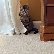 Junie joined the competition — help win amazing prizes! animal, brown, carpet, cat, cozy, curious, curtain, ears, feline, floor, home, indoor, pet, sitting, striped, tabby_cat, tail, wall, whiskers, wooden_furniture