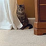 animal, brown, carpet, cat, cozy, curious, curtain, ears, feline, floor, home, indoor, pet, sitting, striped, tabby_cat, tail, wall, whiskers, wooden_furniture