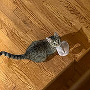 Junie joined the competition — help win amazing prizes! cat, tabby, pet, indoor, wood_floor, toy, playful, curious, animal, feline, domestic_cat, whiskers, ears, tail, looking_up, shadow, flooring, brown, cute, young