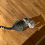 cat, tabby, pet, indoor, wood_floor, toy, playful, curious, animal, feline, domestic_cat, whiskers, ears, tail, looking_up, shadow, flooring, brown, cute, young