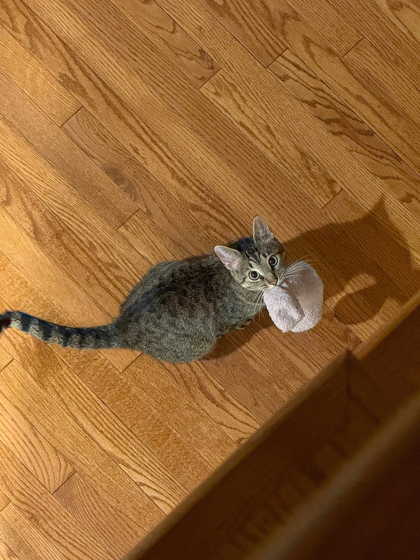 Junie joined the competition — help win amazing prizes! cat, tabby, pet, indoor, wood_floor, toy, playful, curious, animal, feline, domestic_cat, whiskers, ears, tail, looking_up, shadow, flooring, brown, cute, young