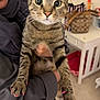 cat, tabby_cat, pet, animal, indoor, person, hand, claws, pink_nails, hoodie, furniture, table, room, closeup, cute, wide_eyes, holding, domestic_animal, fur, whiskers