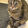 tabby_cat, cat, green_eyes, tongue_out, curious, sitting, floor, tile_floor, mat, domestic_cat, pet, whiskers, striped_fur, closeup, indoor, cute, feline, animal, looking_up, paws