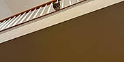 Junie joined the competition — help win amazing prizes! cat, tabby, staircase, railing, indoor, curious, pet, animal, home, wall, ceiling, vent, looking, feline, balcony, wood, white, brown, ears, face