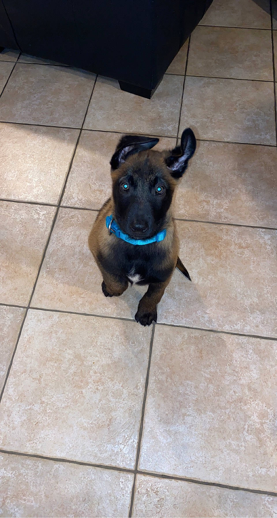 Saïko participe au concours pour gagner de l'argent avec cette photo : canidae, carnivore, collar, companion_dog, dog, dog_breed, dog_collar, dog_supply, electric_blue, fawn, floor, flooring, fur, paw, pet_supply, snout, sporting_group, tail, tile_flooring, working_animal
