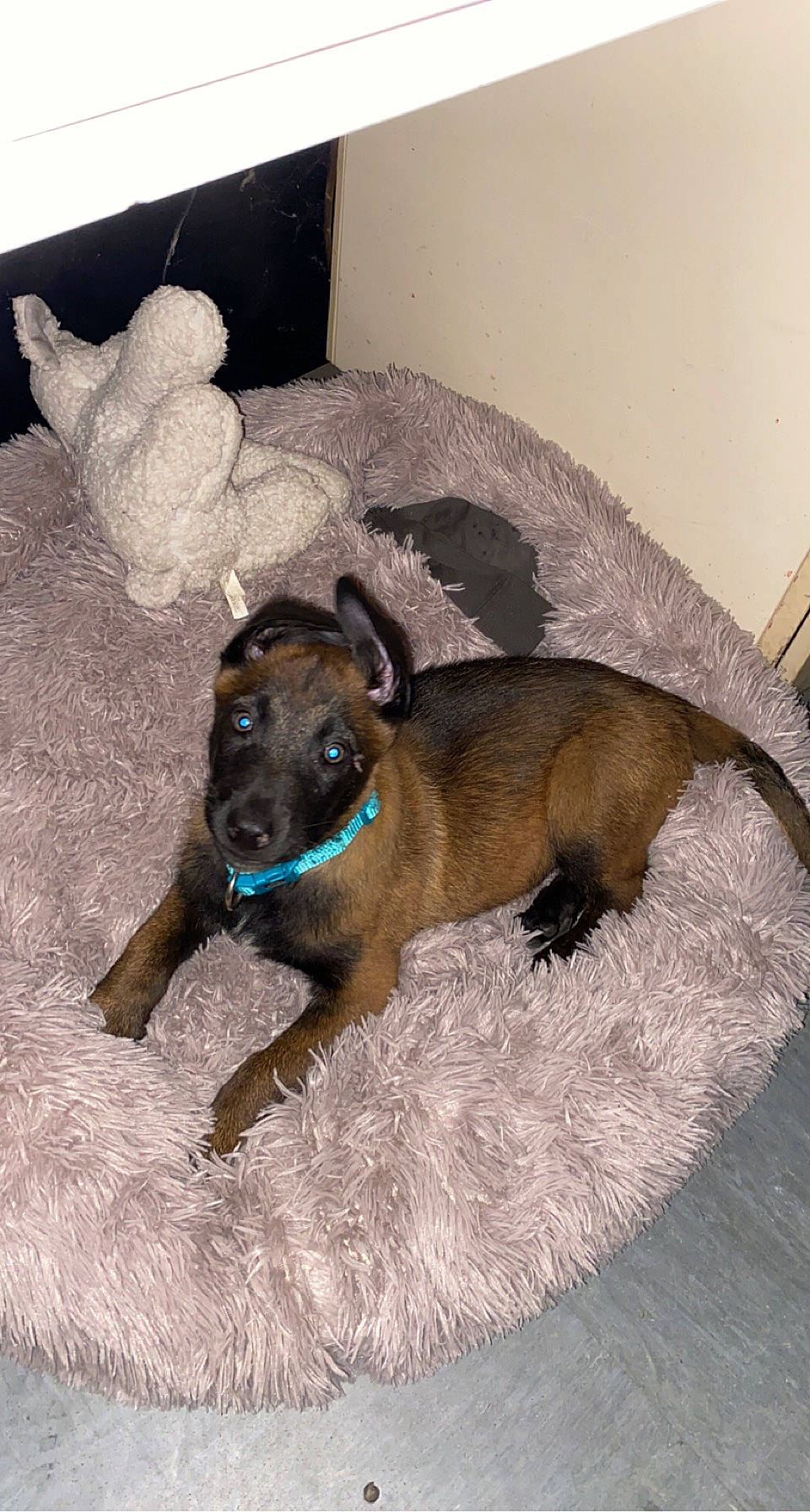 Saïko a rejoint le concours — aidez-le/la à gagner de superbes lots ! canidae, carnivore, collar, comfort, companion_dog, dog, dog_breed, dog_supply, fawn, flooring, fur, liver, mammal, pet_supply, snout, sporting_group, tail, terrestrial_animal, treeing_tennessee_brindle, working_animal