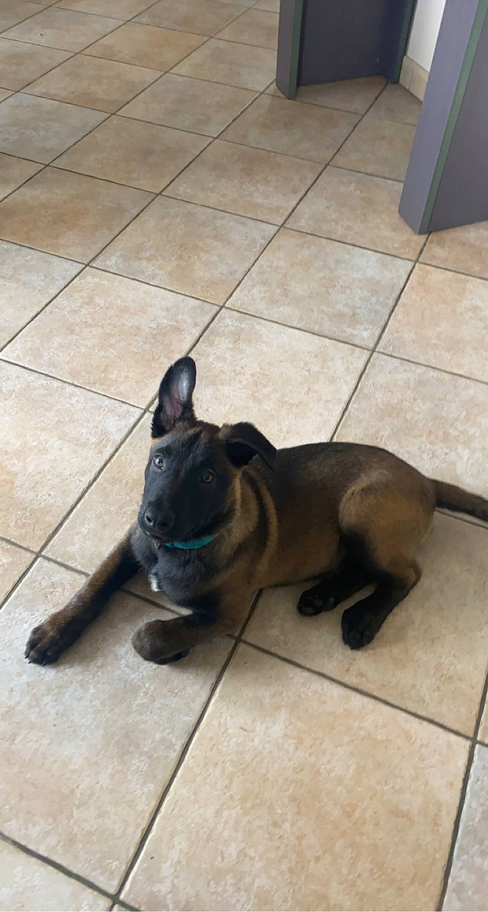 Saïko a rejoint le concours — aidez-le/la à gagner de superbes lots ! ancient_dog_breeds, canidae, carnivore, companion_dog, dog, dog_breed, fawn, floor, flooring, non_sporting_group, paw, puppy, snout, sporting_group, tail, terrestrial_animal, toy_dog, working_animal