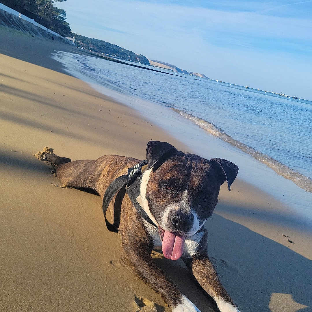 Narcos participe au concours pour gagner de l'argent avec cette photo : animal, beach, canine, coast, dog, face, head, hound, nature, outdoors, person, pet, photography, portrait, puppy, sea, shoreline, soil, summer, water
