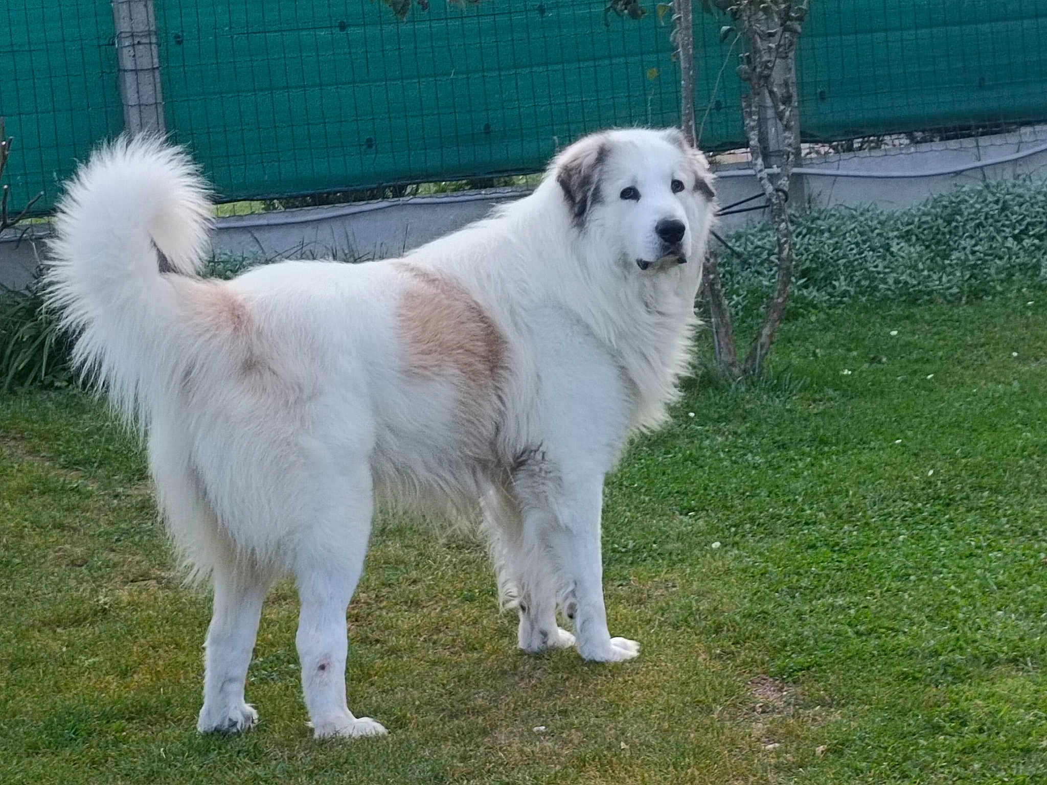 Pongo