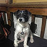 Laney joined the competition — help win amazing prizes! accessories, affenpinscher, animal, bag, canine, cockerspaniel, dog, handbag, hardwood, indoors, leash, papillon, pet, plywood, poodle, puppy, slate, strap, terrier, wood