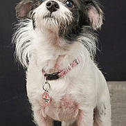 Laney is registered to the contest to win money with this photo: dog, pet, service_dog, collar, tag, white_fur, black_fur, scruffy, ears, animal, portrait, looking_up, fluffy, fur, canine, domestic_animal, standing, close_up, indoor, background
