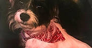 Laney joined the competition — help win amazing prizes! accessories, adult, animal, canine, clothing, cockerspaniel, dog, face, female, formalwear, head, male, man, person, pet, photography, portrait, puppy, scarf, woman