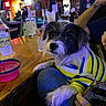 Laney joined the competition — help win amazing prizes! adult, alcohol, animal, bar, barcounter, beverage, canine, couch, cup, dog, female, furniture, glass, hardwood, person, pet, plywood, pub, woman, wood