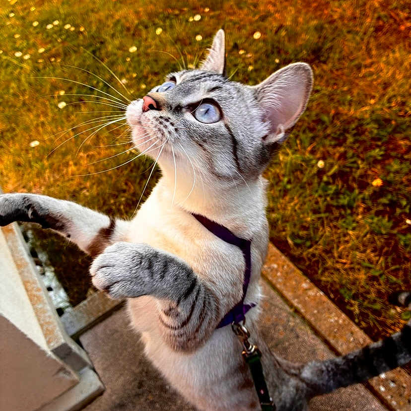 Perle a rejoint le concours — aidez-le/la à gagner de superbes lots ! abyssinian, accessories, animal, cat, grass, harness, kitten, lawn, leash, manx, nature, outdoors, path, pet, plant, siamese, slate, strap, walkway, yard