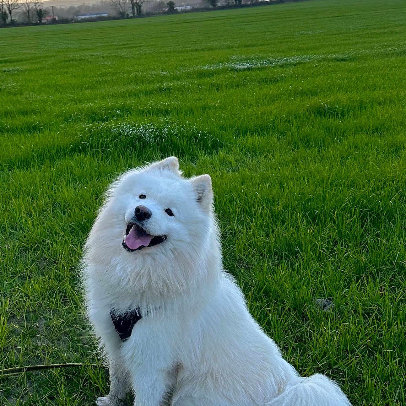 Taï a rejoint le concours — aidez-le/la à gagner de superbes lots ! animal, canine, countryside, dog, eskimodog, field, grass, grassland, green, land, lawn, meadow, nature, outdoors, pet, plant, puppy, sky, vegetation, whitedog