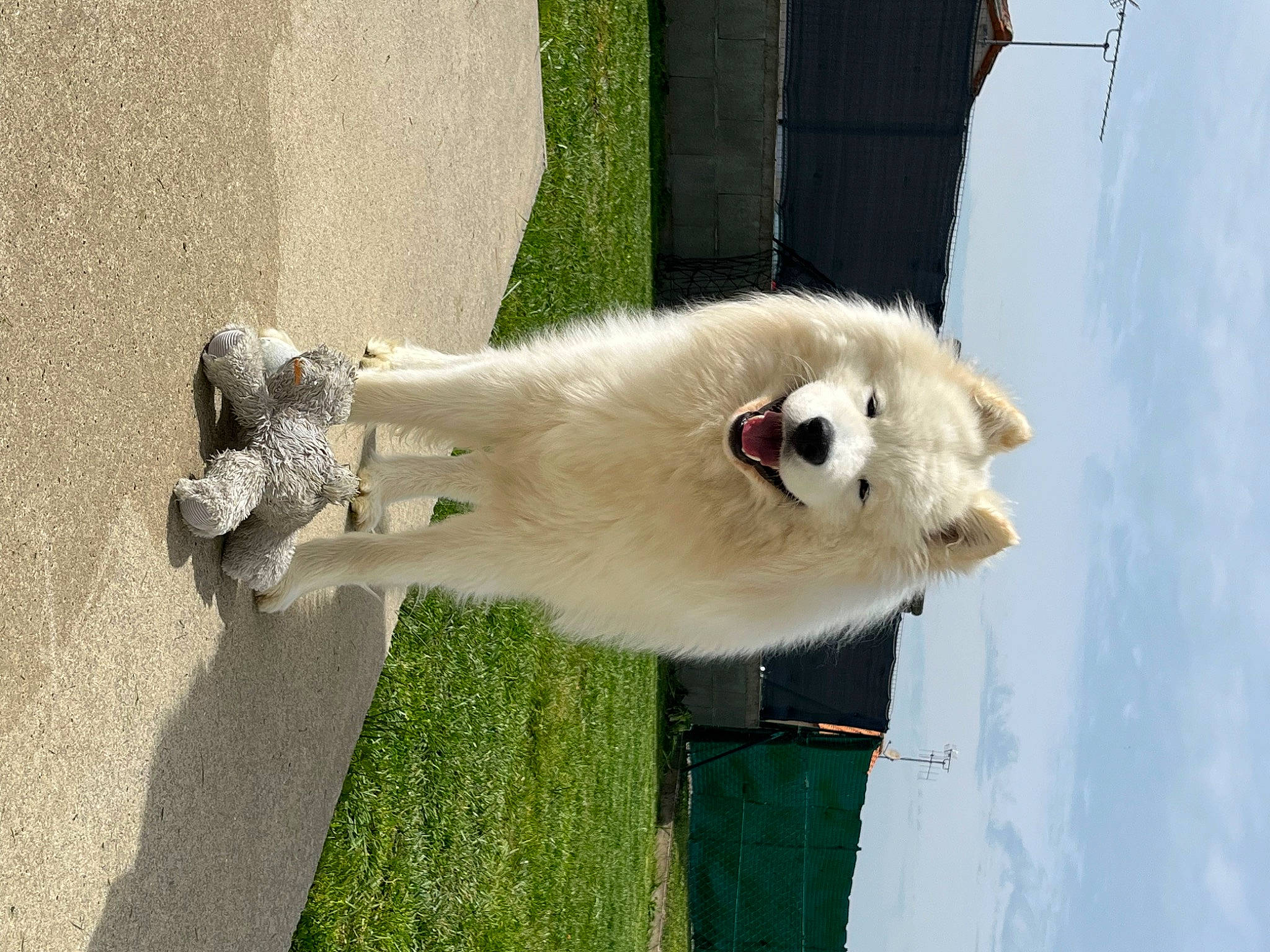 Taï a rejoint le concours — aidez-le/la à gagner de superbes lots ! canidae, carnivore, collar, companion_dog, dog, dog_breed, dog_collar, fur, german_spitz, giant_dog_breed, grass, non_sporting_group, plant, sky, snout, spitz, sporting_group, tree, volpino_italiano, working_dog