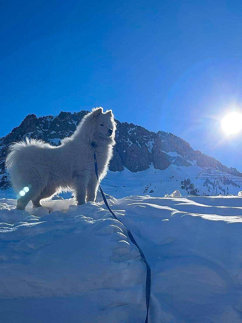 Taï participe au concours pour gagner de l'argent avec cette photo : arctic, arctic_ocean, carnivore, dog_breed, electric_blue, freezing, fur, geological_phenomenon, glacial_landform, ice_cap, landscape, light, mountain, polar_ice_cap, sky, slope, snow, sporting_group, wildlife, winter