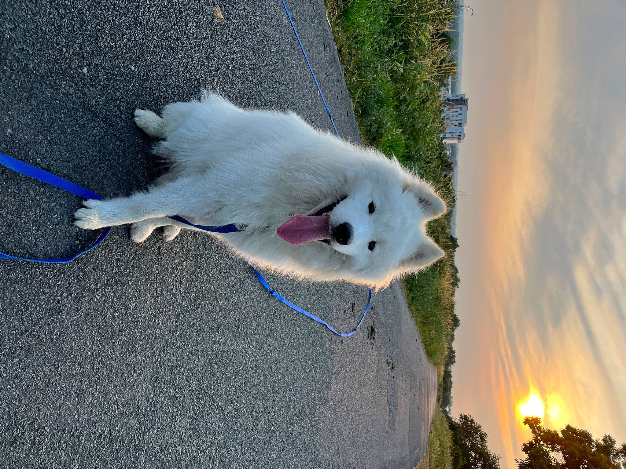 Taï participe au concours pour gagner de l'argent avec cette photo : asphalt, canidae, carnivore, cloud, collar, companion_dog, dog, dog_breed, fur, indian_spitz, japanese_spitz, non_sporting_group, plant, road_surface, sidewalk, sky, sporting_group, tail, tree, water