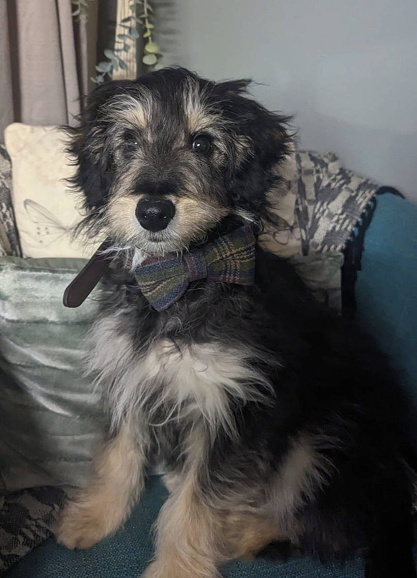 Archie is registered to the contest to win money with this photo: biewer_terrier, canidae, carnivore, companion_dog, dog, dog_breed, dog_supply, fur, monochrome, monochrome_photography, paw, small_terrier, snout, sporting_group, tail, terrier, toy_dog, water_dog, working_animal, yorkipoo