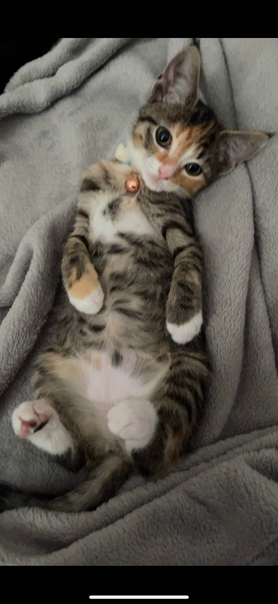 Bean is registered to the contest to win money with this photo: abyssinian, animal, bed, blanket, cat, couch, furniture, kitten, manx, person, pet, quilt, siamese, sleeping