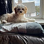 dog, puppy, windowsill, window, blanket, curtain, screen, house, roof, chimney, sky, cloudy, pet, indoor, relaxing, fur, light, cozy, resting, leather_sofa