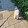 dog, white_dog, leash, sidewalk, pavement, plants, greenery, outdoor, sunlight, shadow, walking, pet, canine, harness, nature, daytime, pavement_tiles, urban, flora, small_dog