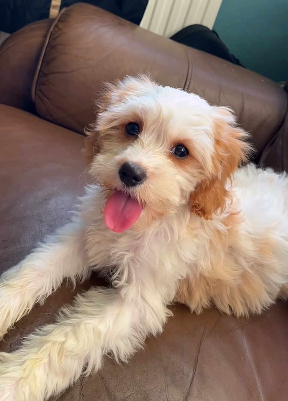 Lucy-Lou