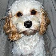 Lucy-Lou is registered to the contest to win money with this photo: adorable, animal, black_nose, brown_eyes, companion, curly_hair, cute, dog, domestic_animal, expression, face, fluffy, friendly, fur, indoor, looking, mammal, pet, portrait, whiskers