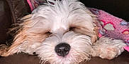 Lucy-Lou joined the competition — help win amazing prizes! dog, sleeping, fluffy, couch, leather, blanket, pink, heart_pattern, cozy, relaxed, indoor, pet, fur, nose, paw, resting, animal, cute, companion, domestic