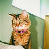 Tabby is registered to the contest to win money with this photo: cat, tabby, pet, indoor, collar, green_eyes, fur, animal, cute, feline, whiskers, sitting, domestic, closeup, portrait, household, furniture, couch, alert, pink_collar