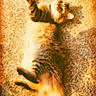 Tabby is registered to the contest to win money with this photo: cat, fluffy, carpet, sunlight, relaxed, lying_down, pet, feline, indoor, warm_light, playful, striped, tail, whiskers, cozy, fur, animal, domestic, resting, cute