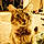 Tabby