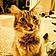 Tabby