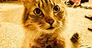 Tabby joined the competition — help win amazing prizes! cat, tabby, indoor, carpet, pet, collar, bell, curious, feline, fur, whiskers, domestic_animal, home, floor, animal, ears, eyes, cute, sitting, household