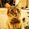 cat, tabby, indoor, carpet, pet, collar, bell, curious, feline, fur, whiskers, domestic_animal, home, floor, animal, ears, eyes, cute, sitting, household