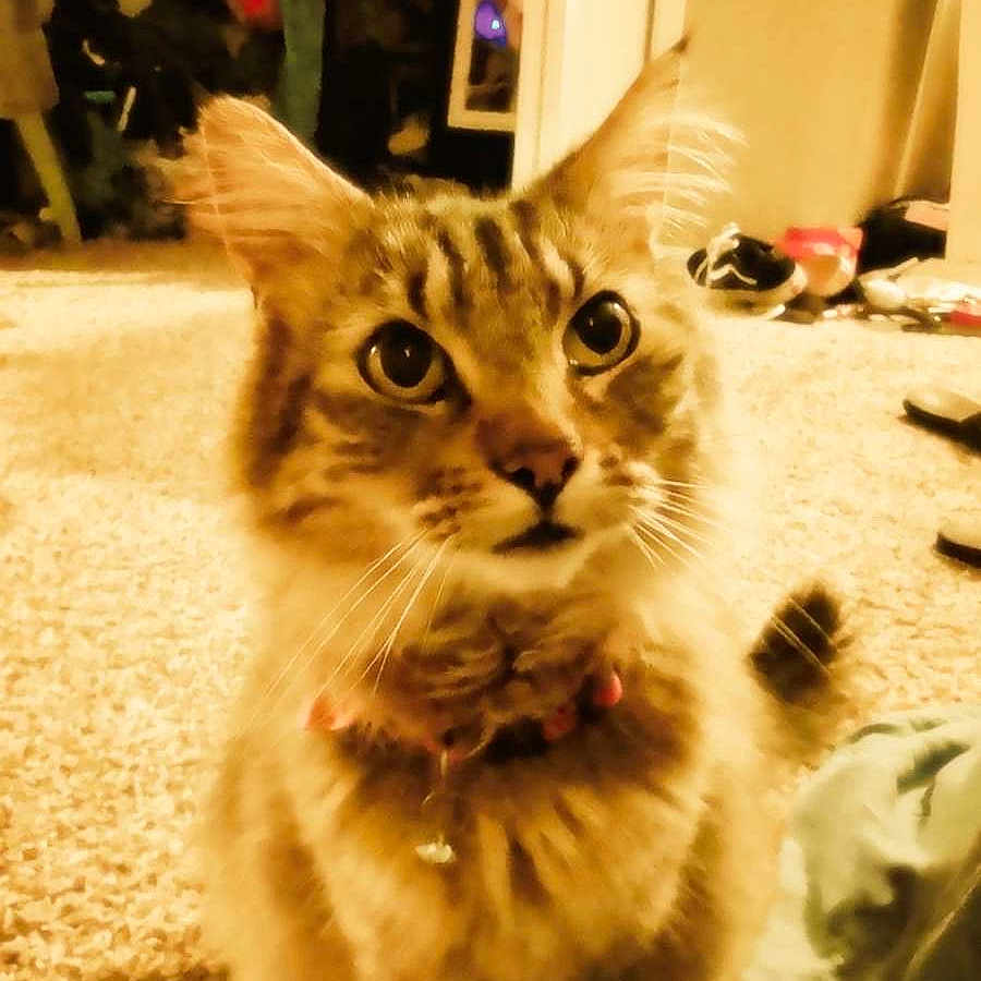 Tabby joined the competition — help win amazing prizes! cat, tabby, indoor, carpet, pet, collar, bell, curious, feline, fur, whiskers, domestic_animal, home, floor, animal, ears, eyes, cute, sitting, household