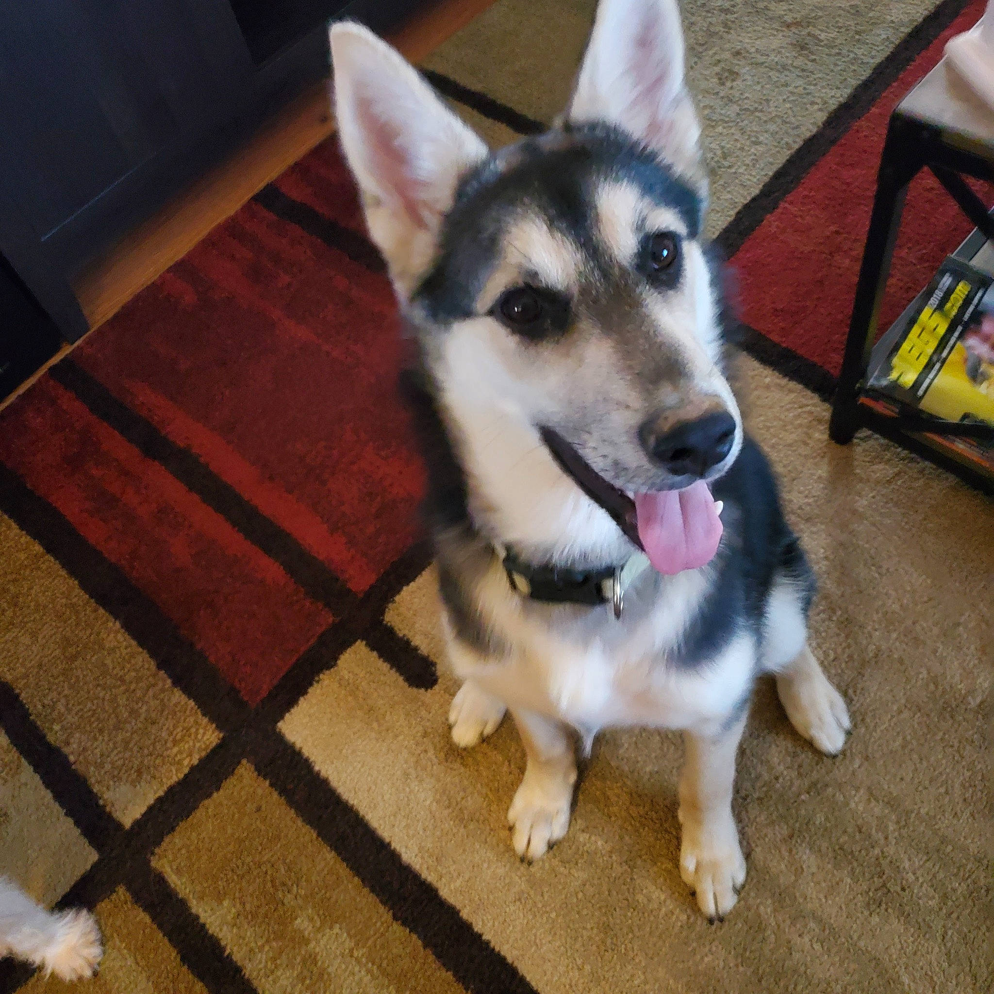 Bella Ann joined the competition — help win amazing prizes! ancient_dog_breeds, canis, carnivore, companion_dog, dog, dog_breed, floor, flooring, fur, hardwood, non_sporting_group, siberian_husky, sled_dog, snout, sporting_group, terrestrial_animal, tile_flooring, wood, working_animal, working_dog