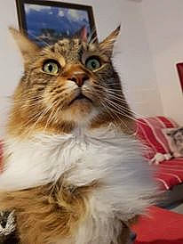 Junior a rejoint le concours — aidez-le/la à gagner de superbes lots ! aegean_cat, asian, carnivore, cat, domestic_long_haired_cat, felidae, kitten, maine_coon, mammal, norwegian_forest_cat, ragamuffin, siberian, small_to_medium_sized_cats, tabby_cat, whiskers