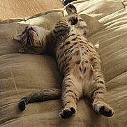 Arwen participe au concours pour gagner de l'argent avec cette photo : cat, tabby, lying_down, belly_up, cushion, beige, indoor, relaxed, sunlight, pet, feline, striped, soft, cozy, animal, paw, tail, cute, resting, sleepy