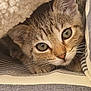 Arwen a rejoint le concours — aidez-le/la à gagner de superbes lots ! cat, kitten, tabby, close_up, face, eyes, whiskers, fur, blanket, cozy, striped, texture, cute, pet, indoor, soft, resting, young, animal, comfort